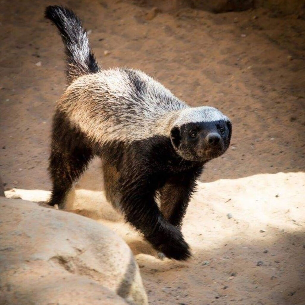 Honey Badger