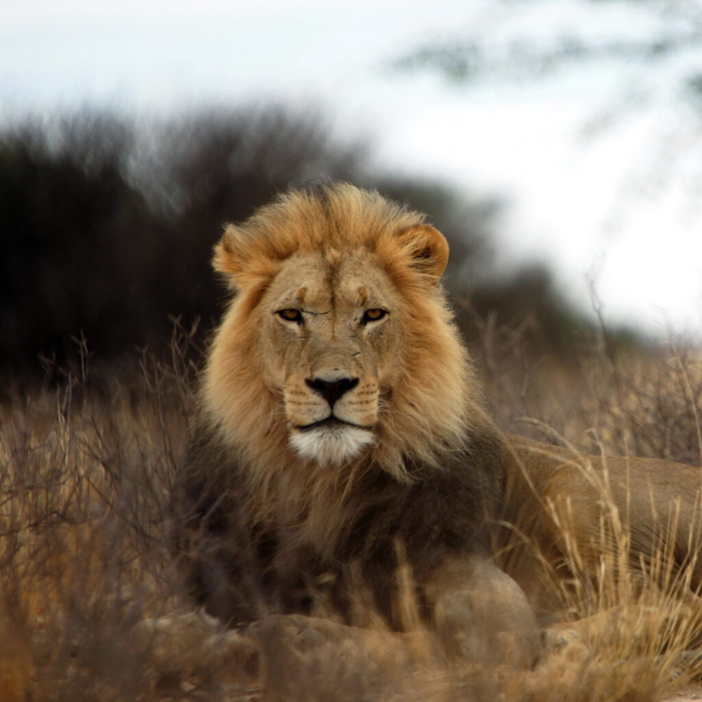 Lion, Cat, big cat