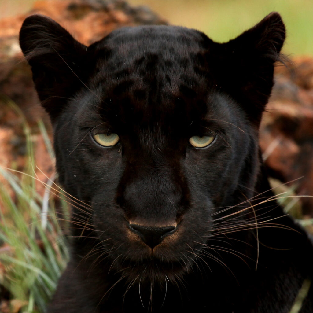 Panther, Big Cat, Black Cat, Black Panther